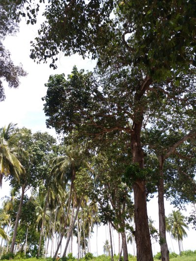 Canopy of coconut trees